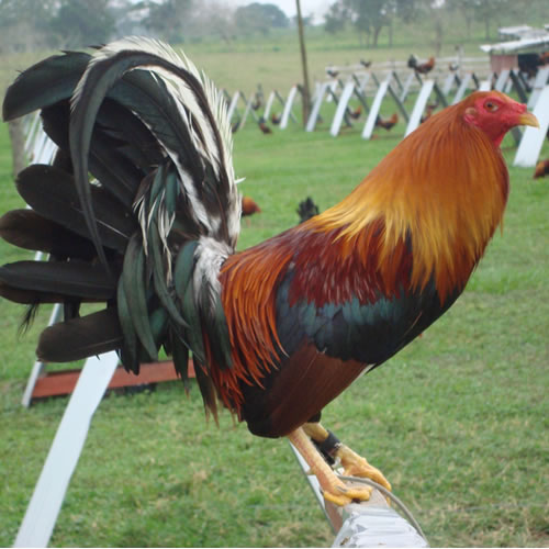 Gallo Entrenamiento