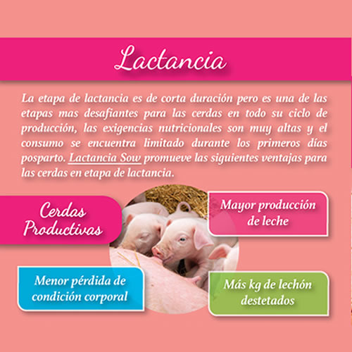 Lactación SOW