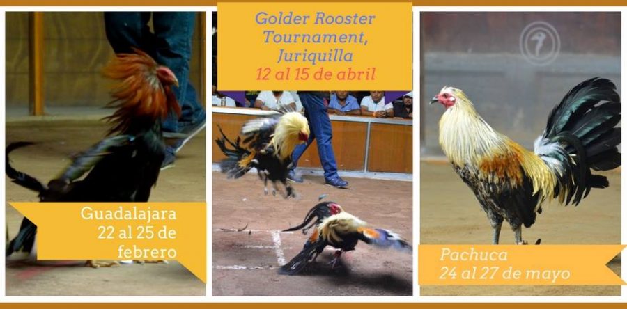 Derby Internacional Golder Rooster 2018
