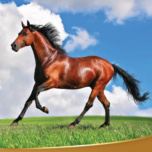 Palomino Competencia