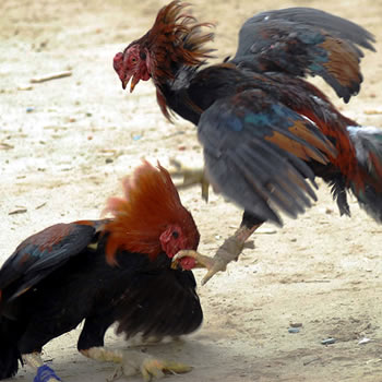 Gallo de Pelea