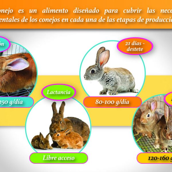 Nutriconejo - permite satisfacer los requerimientos ...
