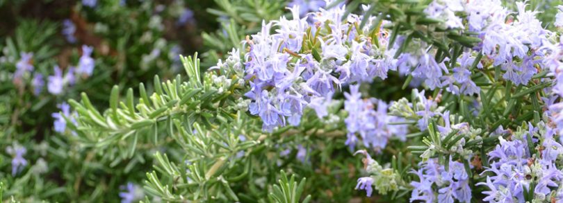 Estudian la adición de romero como antioxidante natural en rumiantes